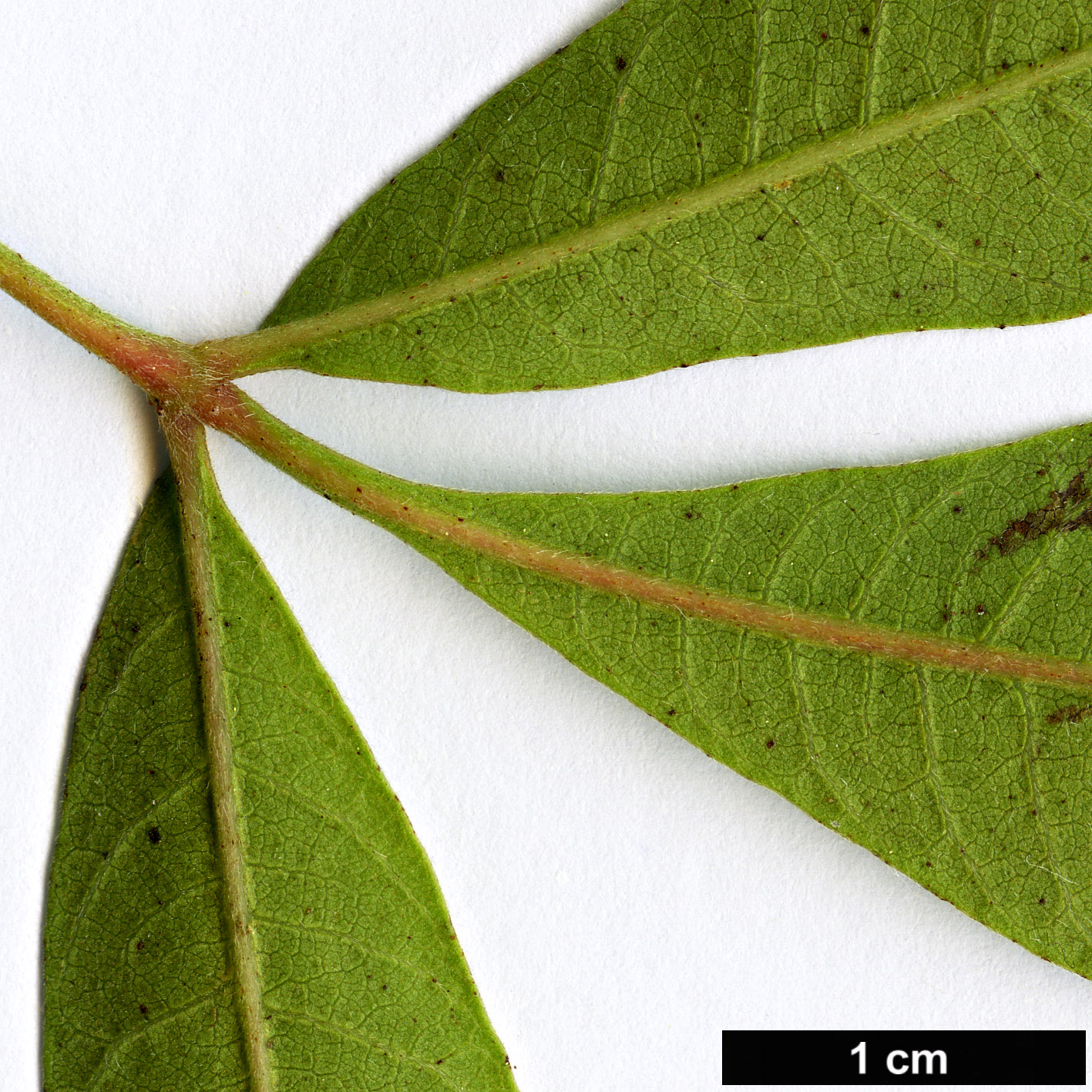 High resolution image: Family: Anacardiaceae - Genus: Rhus - Taxon: pyroides